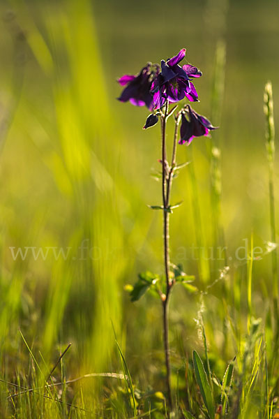 Gemeine Akelei (Aquilegia vulgaris)