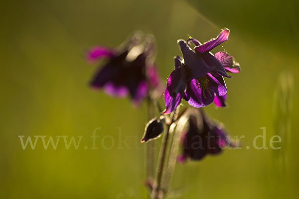 Gemeine Akelei (Aquilegia vulgaris)