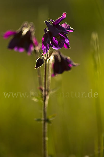 Gemeine Akelei (Aquilegia vulgaris)