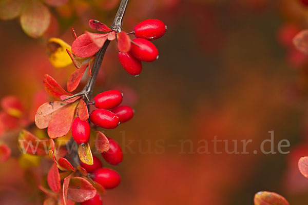 Gemeine Berberitze (Berberis vulgaris)