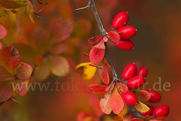 Gemeine Berberitze (Berberis vulgaris)