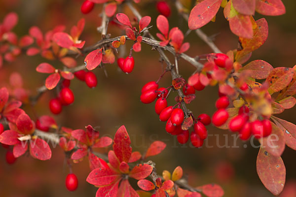 Gemeine Berberitze (Berberis vulgaris)