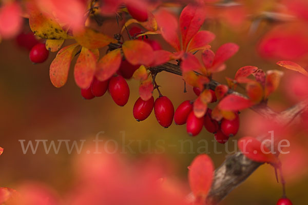 Gemeine Berberitze (Berberis vulgaris)