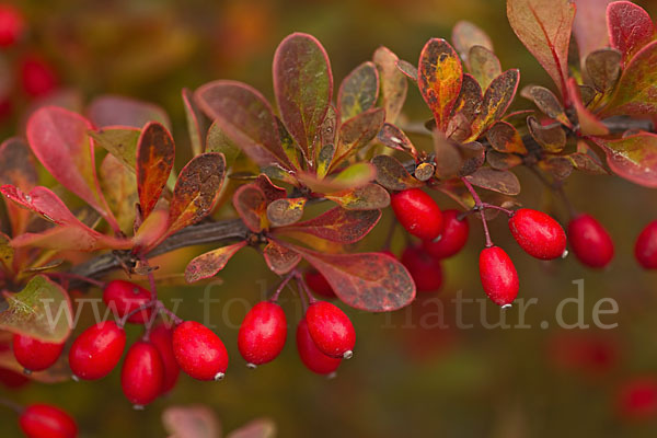 Gemeine Berberitze (Berberis vulgaris)