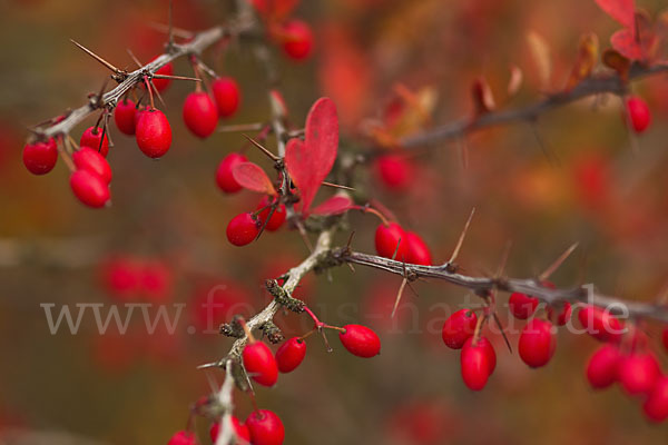 Gemeine Berberitze (Berberis vulgaris)