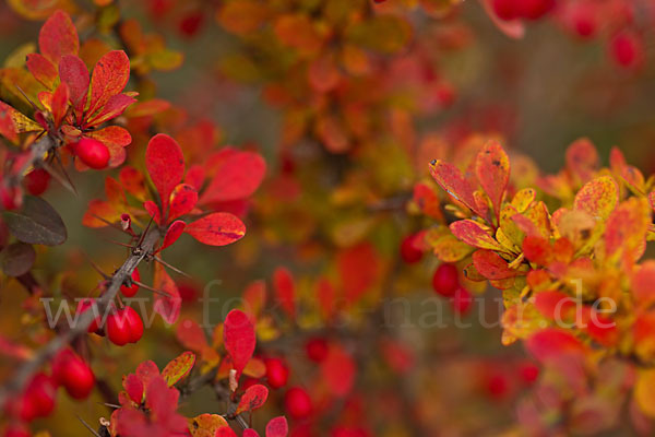 Gemeine Berberitze (Berberis vulgaris)