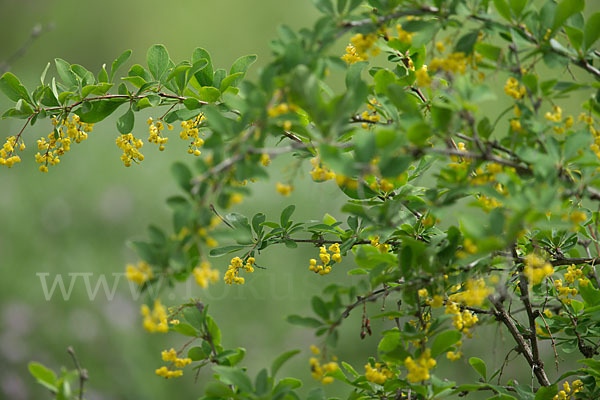 Gemeine Berberitze (Berberis vulgaris)