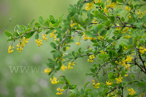 Gemeine Berberitze (Berberis vulgaris)