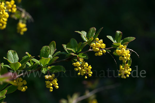 Gemeine Berberitze (Berberis vulgaris)