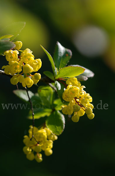 Gemeine Berberitze (Berberis vulgaris)