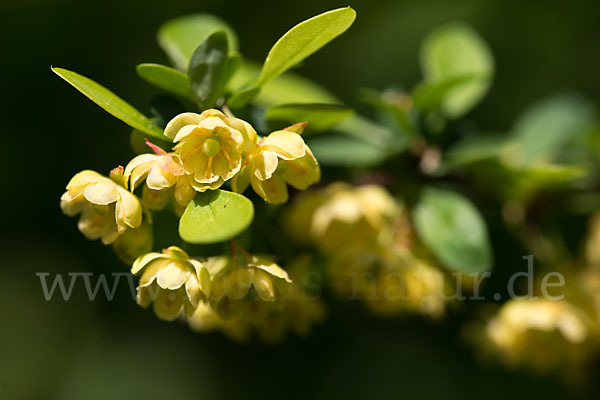 Gemeine Berberitze (Berberis vulgaris)