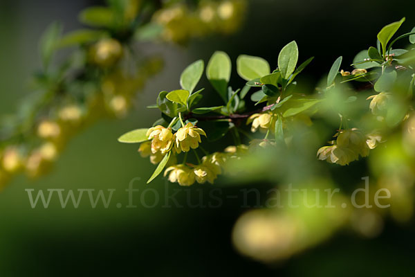 Gemeine Berberitze (Berberis vulgaris)