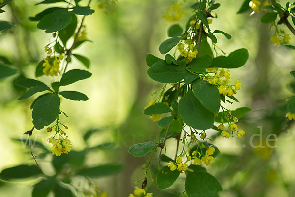 Gemeine Berberitze (Berberis vulgaris)