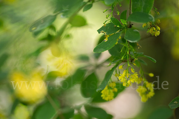 Gemeine Berberitze (Berberis vulgaris)