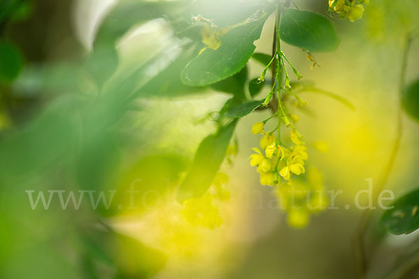 Gemeine Berberitze (Berberis vulgaris)