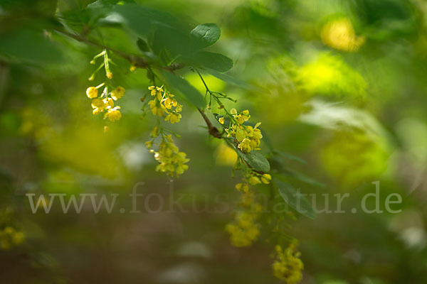 Gemeine Berberitze (Berberis vulgaris)