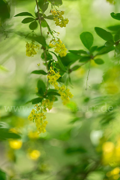 Gemeine Berberitze (Berberis vulgaris)