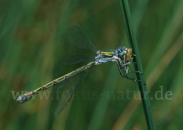 Gemeine Binsenjungfer (Lestes sponsa)