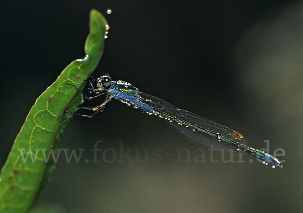 Gemeine Binsenjungfer (Lestes sponsa)