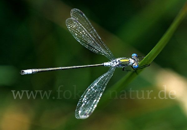 Gemeine Binsenjungfer (Lestes sponsa)