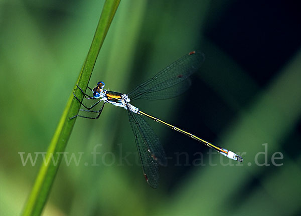 Gemeine Binsenjungfer (Lestes sponsa)