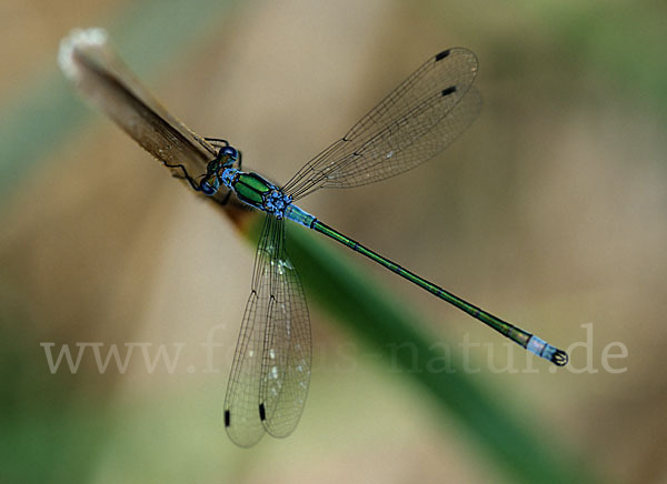 Gemeine Binsenjungfer (Lestes sponsa)