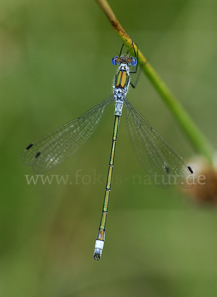 Gemeine Binsenjungfer (Lestes sponsa)