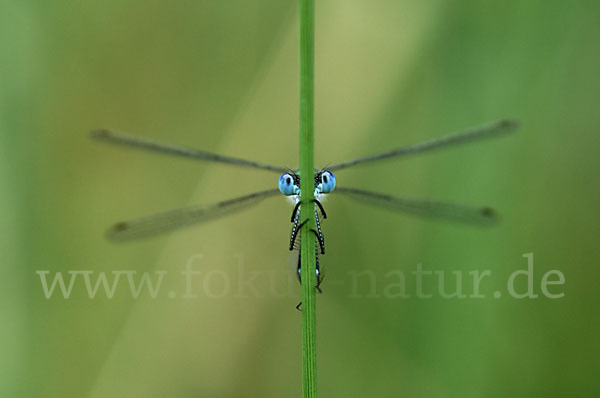 Gemeine Binsenjungfer (Lestes sponsa)