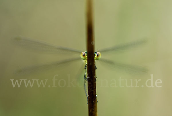 Gemeine Binsenjungfer (Lestes sponsa)