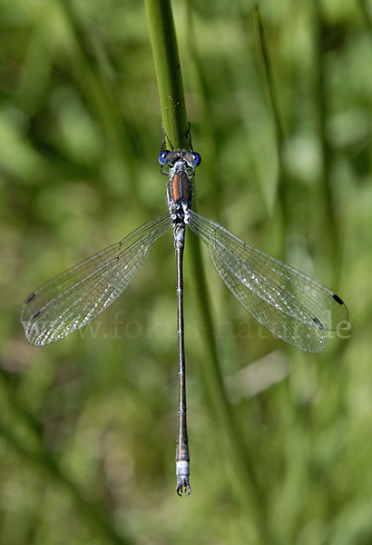 Gemeine Binsenjungfer (Lestes sponsa)