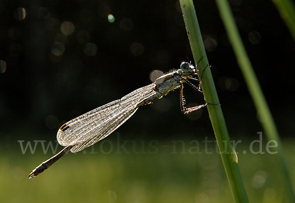 Gemeine Binsenjungfer (Lestes sponsa)