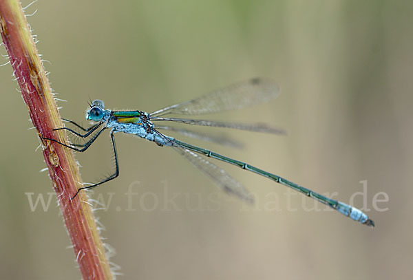 Gemeine Binsenjungfer (Lestes sponsa)