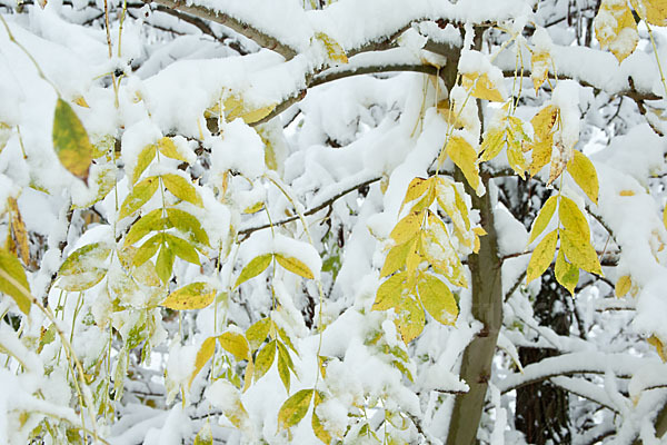 Gemeine Esche (Fraxinus excelsior)