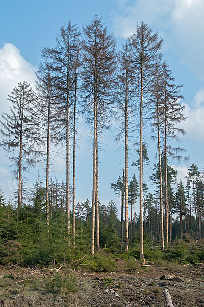 Gemeine Fichte (Picea abies)