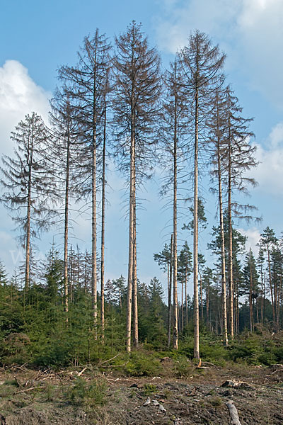 Gemeine Fichte (Picea abies)