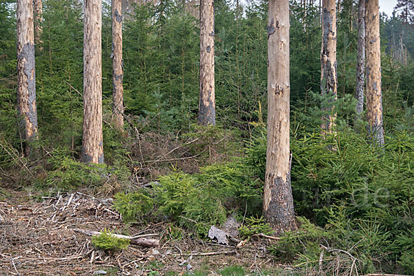 Gemeine Fichte (Picea abies)