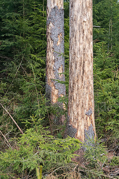 Gemeine Fichte (Picea abies)