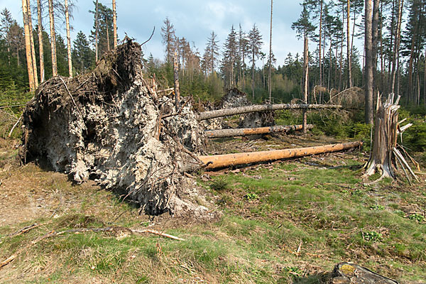 Gemeine Fichte (Picea abies)