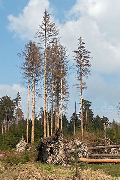 Gemeine Fichte (Picea abies)