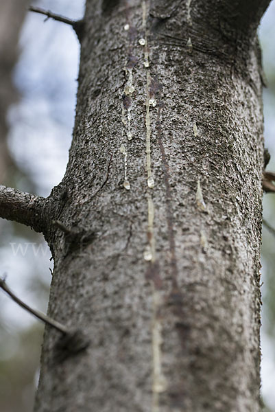 Gemeine Fichte (Picea abies)