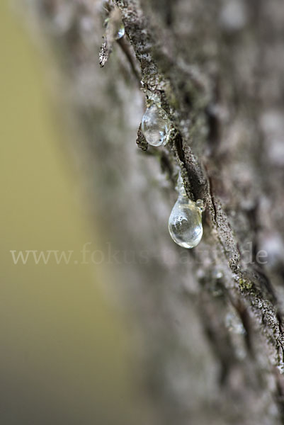 Gemeine Fichte (Picea abies)