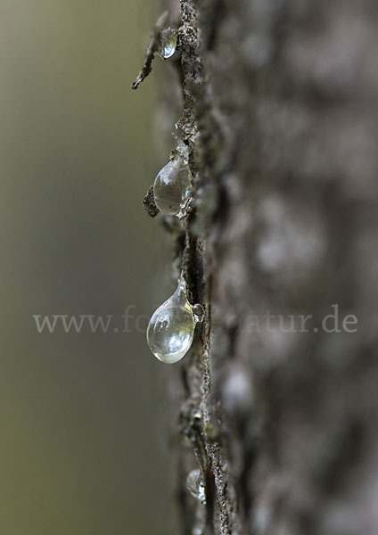 Gemeine Fichte (Picea abies)