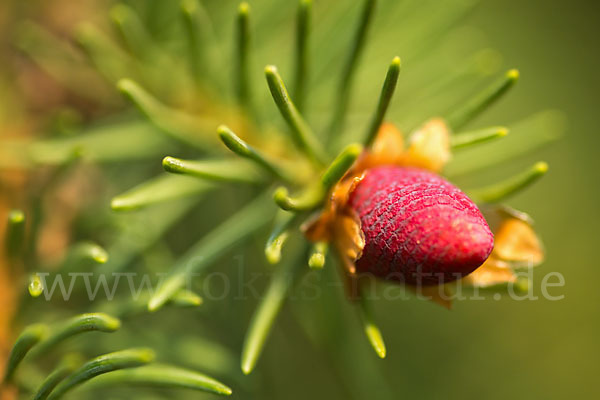 Gemeine Fichte (Picea abies)