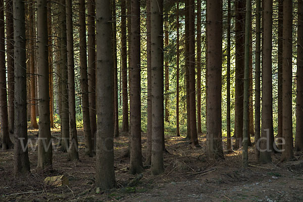 Gemeine Fichte (Picea abies)