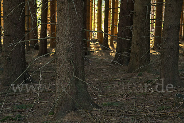 Gemeine Fichte (Picea abies)