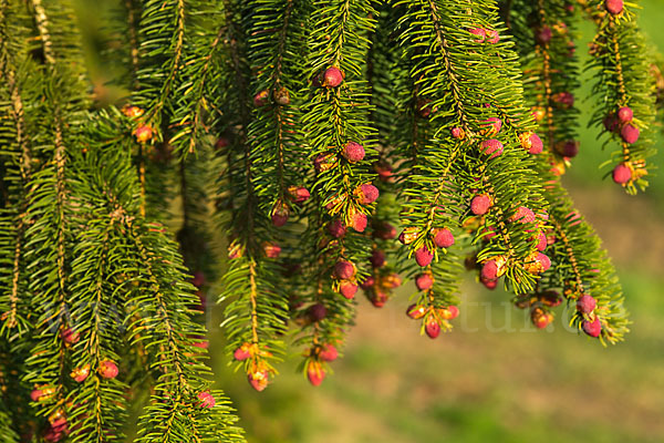 Gemeine Fichte (Picea abies)