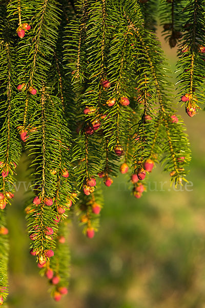 Gemeine Fichte (Picea abies)