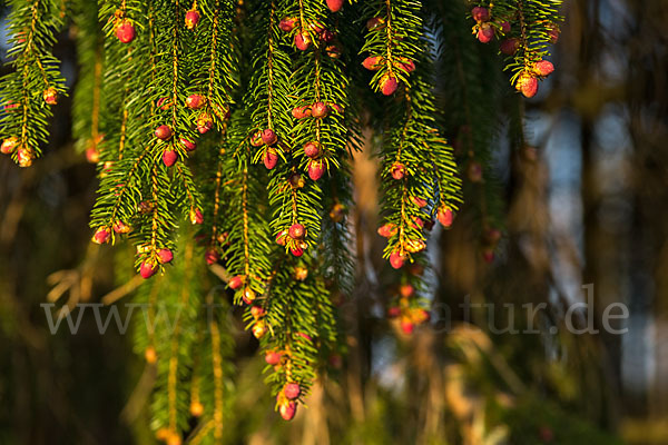 Gemeine Fichte (Picea abies)