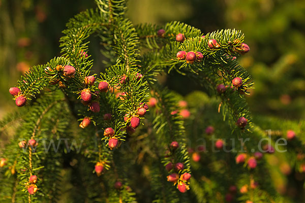 Gemeine Fichte (Picea abies)