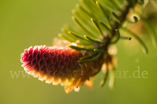 Gemeine Fichte (Picea abies)